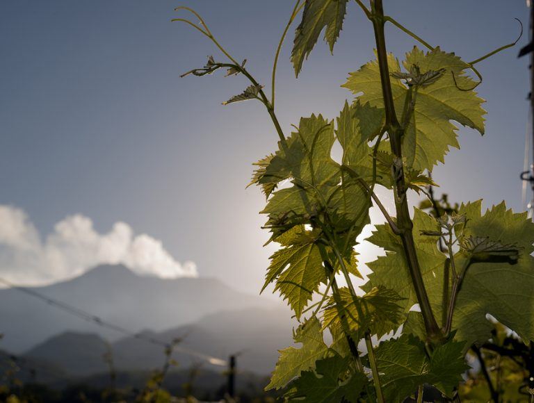 gamma etna bianco