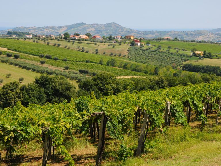 montepulciano abruzzo vigneti