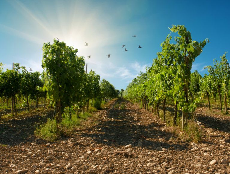 sangiovese di romagna vigneto