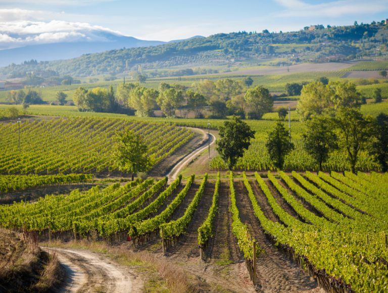 vigne montalcino